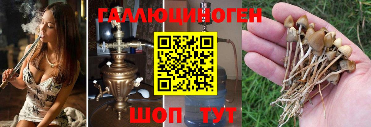 Псилоцибиновые грибы мицелий Горно-Алтайск